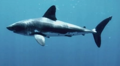 Porbeagle